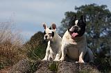 BOULEDOGUE FRANCAIS 902
